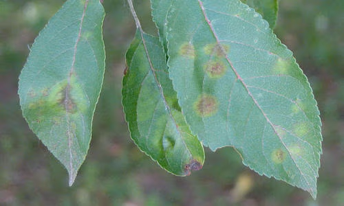 Apple tree leaves with scab lesions indicating tree disease and pests.