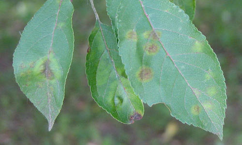 Leaves with apple scab, Wauwatosa tree care, Dunbar Tree Service.