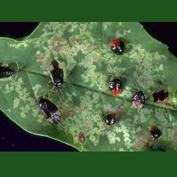 Ashplantbugs