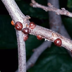 lecanium scale, requiring insect control.
