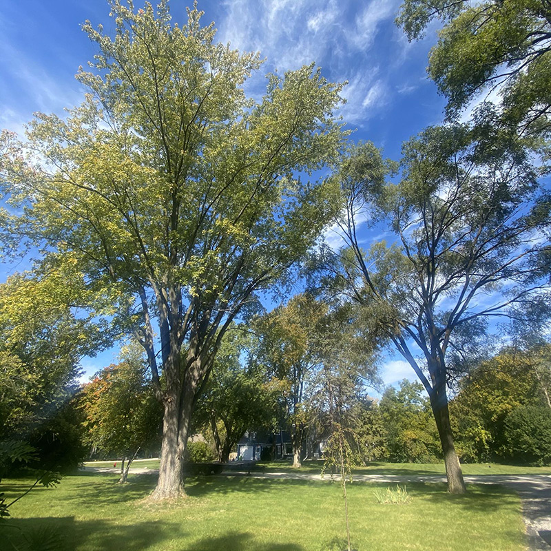 Dunbar Tree Service performing spring tree care in Elm Grove, located in Waukesha County, WI.