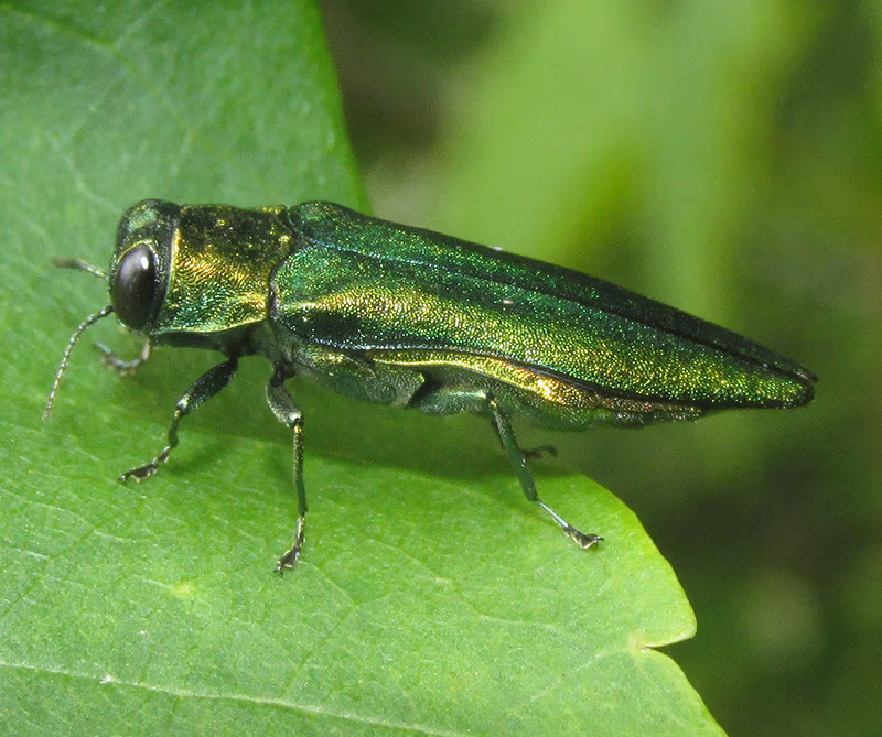 dunbar-tree-service-emerald-ash-borer