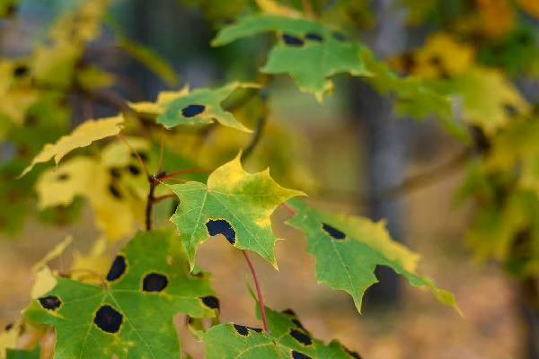 Maple tree leaves with tar spot disease, indicating tree disease and need for professional tree