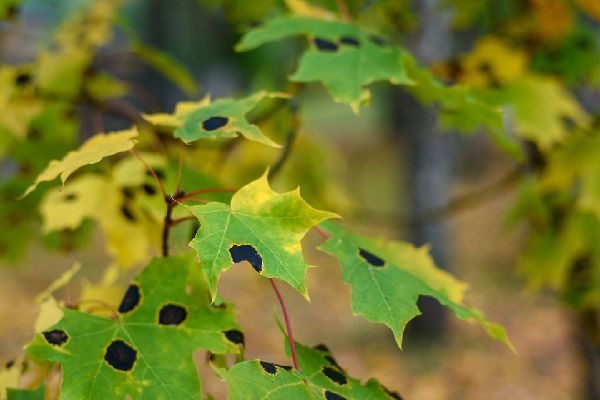 Maple tar spots on leaves, greenfield tree care, Dunbar Tree Service.