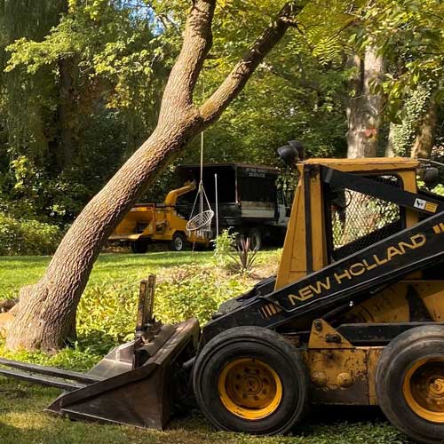 tree care services, Milwaukee county, WI.
