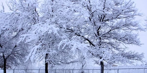 Snow & Ice Build-up on Trees in Brookfield