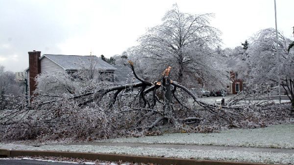 A tree damaged by a winter storm and severe wind damage, Waukesha, Wi.