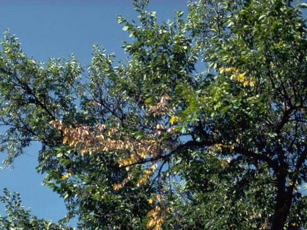 brookfield tree care is required for this flagging elm, Brookfield, Wi.