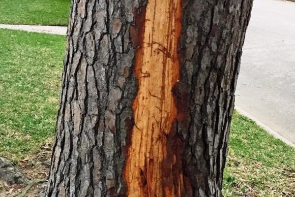 Lightning strikes on a tree, Waukesha, Wi.
