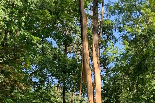 Black Locust with Lightning Damage, Storm Damage and emergency tree services, Elm Grove, WI.