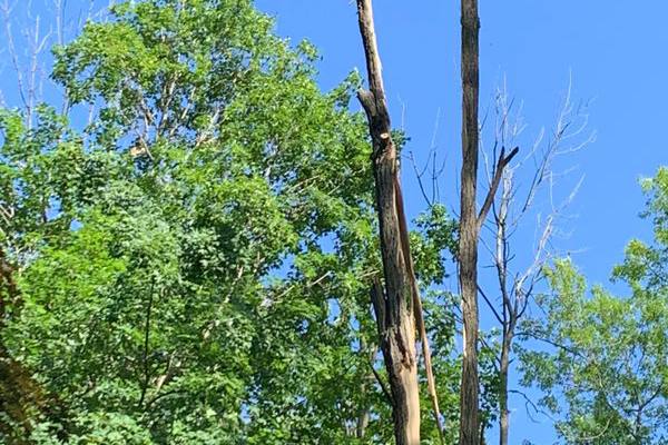 Black Locust with Lightning Damage, Storm Damage, Lake Country tree care, WI.