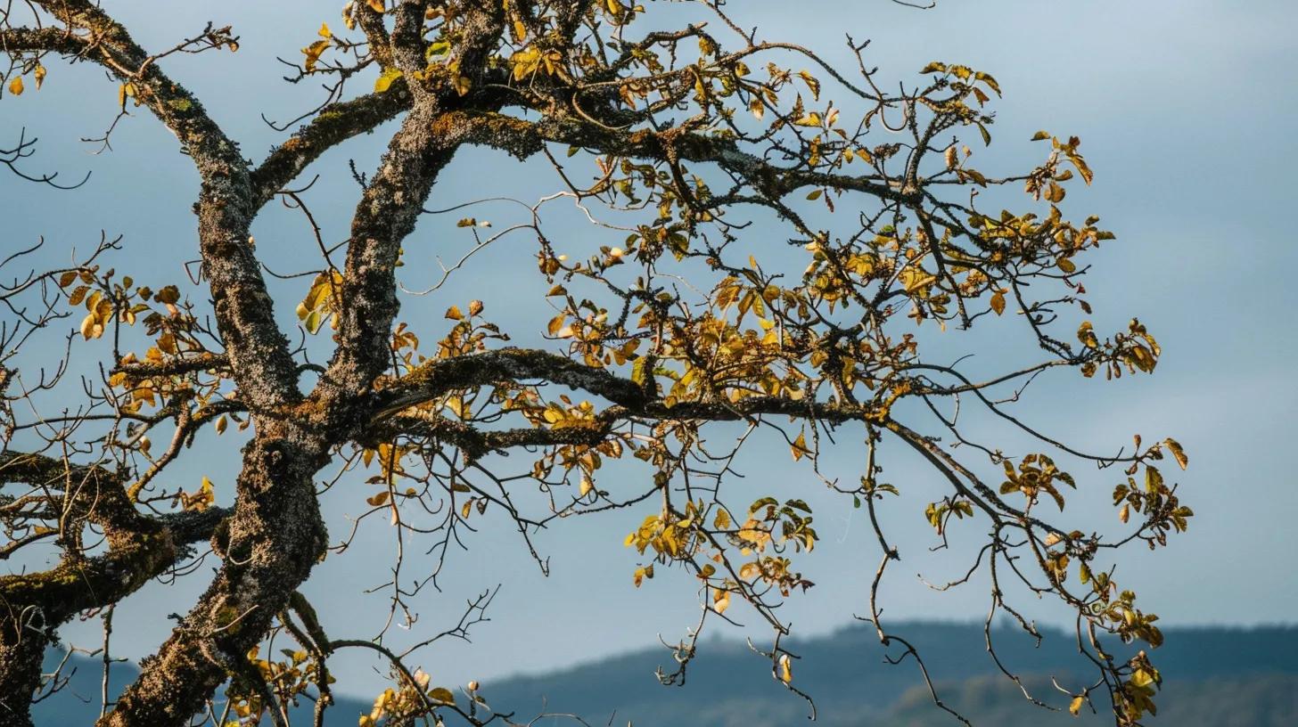 Tree with wilting leaves and other signs of disease.