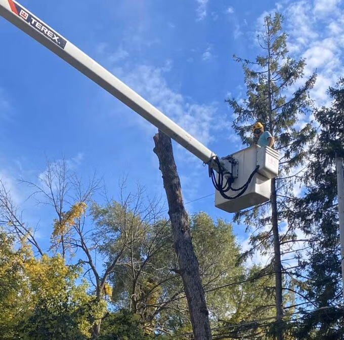Arborist inspecting a tree for risk assessment methods