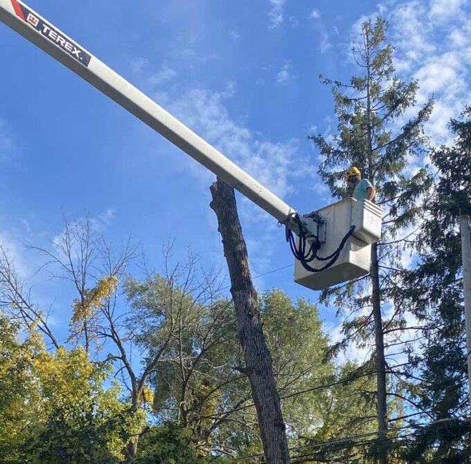 Certified arborist inspecting a damaged tree with safety equipment