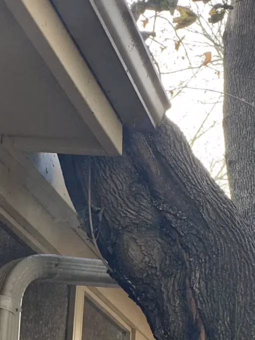 Tree trunk growing tightly against house eaves and rain gutter.
