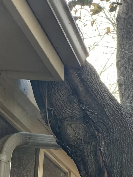 Tree trunk growing tightly against house eaves and rain gutter.