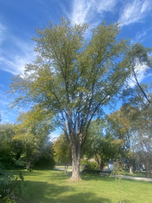 Large green tree in a sunny park with blue sky and scattered clouds.