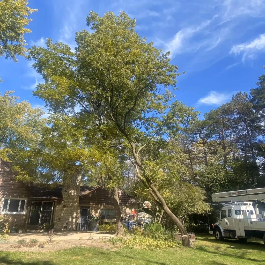 Tree trimming and removal services by Dunbar Tree Service in Waukesha County, Wisconsin.