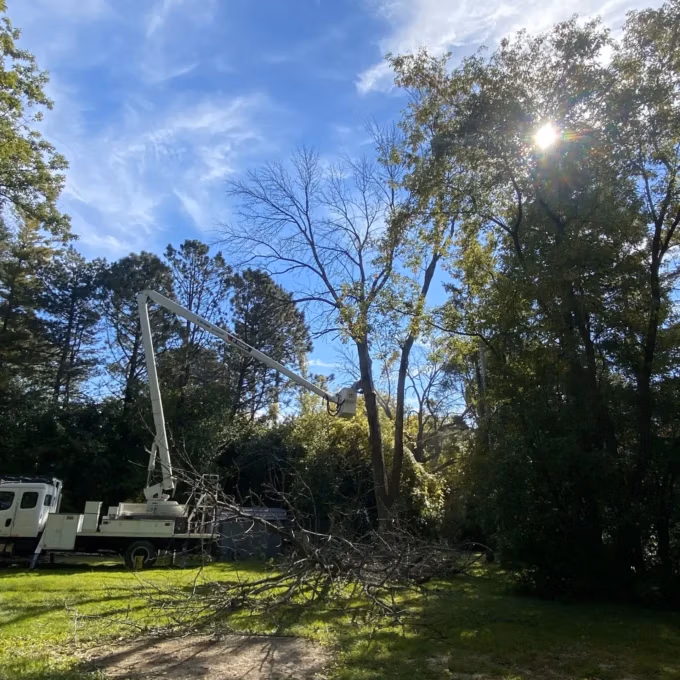 Team of arborists performing tree pruning as part of management strategies