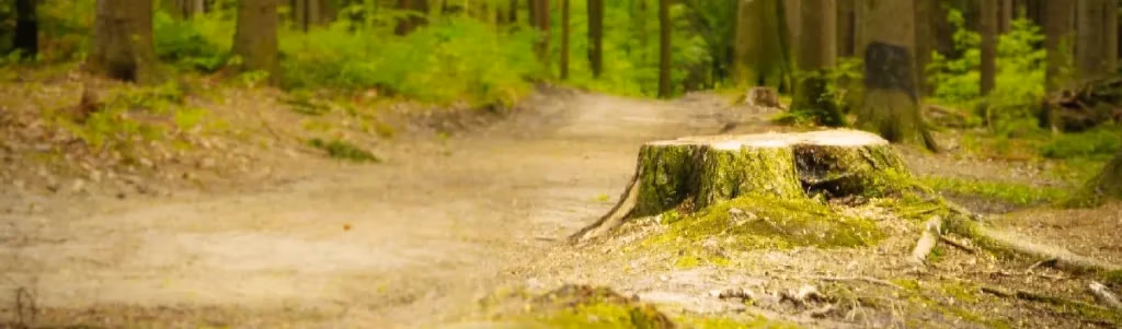 Tree stump in wooded area illustrating stump grinding services and safety improvements.