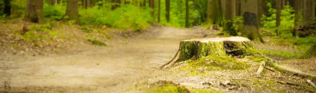 Tree stump in wooded area illustrating stump grinding services and safety improvements.
