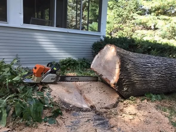 Professional tree removal with STIHL chainsaw and freshly cut tree trunk.