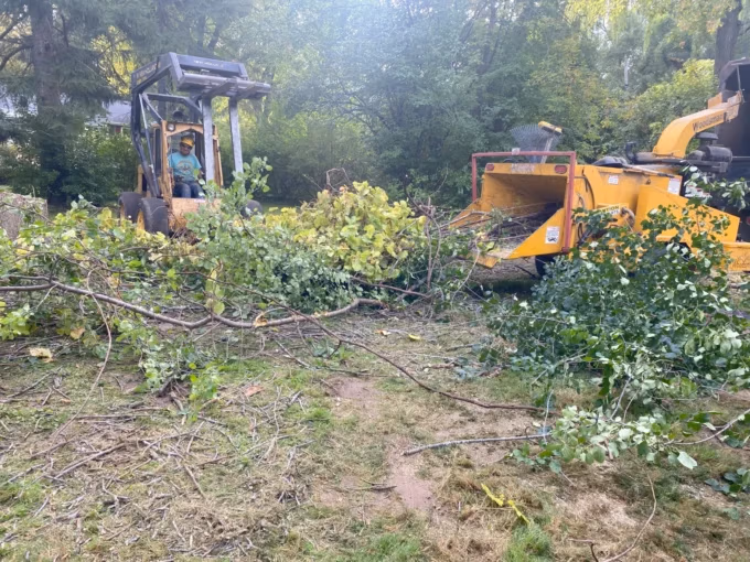 Tree service worker operating a skid steer and wood chipper with cut branches.