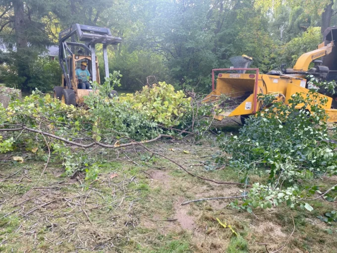 Tree service worker operating a skid steer and wood chipper with cut branches.